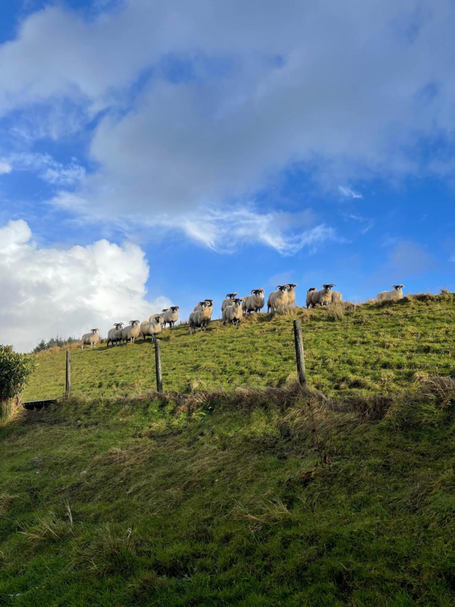 Shanakeever Farm - 2 Bedroom Apartment Clifden Esterno foto